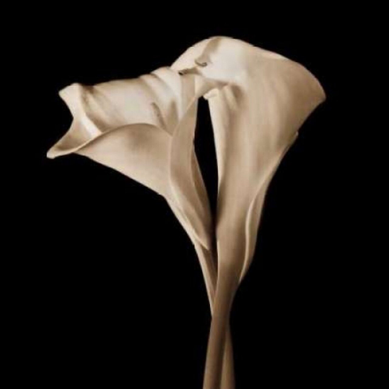The Embrace Poster Print by John Rehner - Item # VARPDXRJP214
